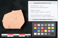 Foto (Objekt + Etikett) von Glyptostrobus europaeus Brongniart (NHMW-GEO-2024-0188-7953)